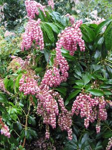 Lily of the Valley Bush